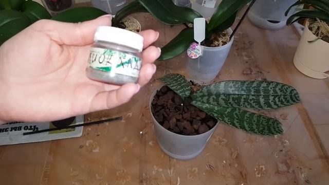 ЧУДО горшки для орхидей. КОРНИ растут как бешеные!!! смотреть онлайн