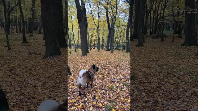 Акита смотреть онлайн