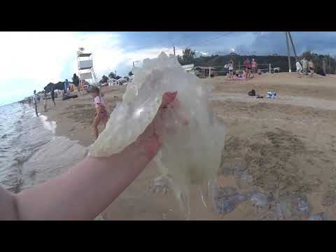 Медузы в Азовском Море возле Голубицкой смотреть онлайн