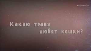 Какую траву любят кошки?