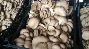 Вешенка. Визуально отличия штаммов гриба. Oyster mushrooms. Visually differences in fungal strains