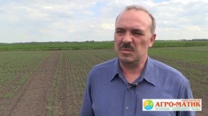 Уход за люпином