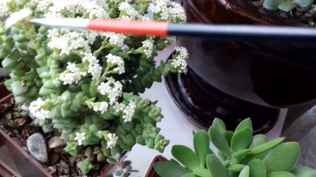 Виды и цветение  моих крассул.Общий обзор.