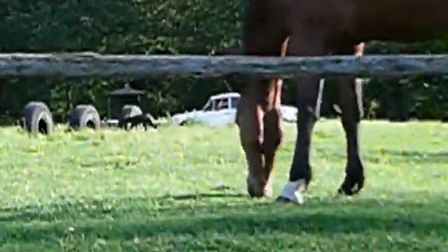 P1090378 ксолоитцкуинтли