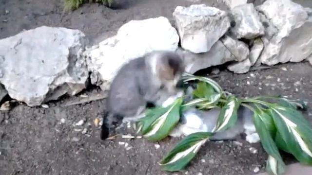 Котэ в добрые руки смотреть онлайн