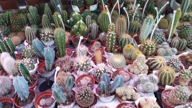 #Кактусы#Магазин#кактусы#!
