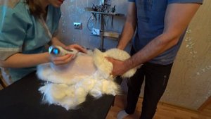 Мейн-куна подстригли на лысо / Или как нас мама заставила подстричь кота.