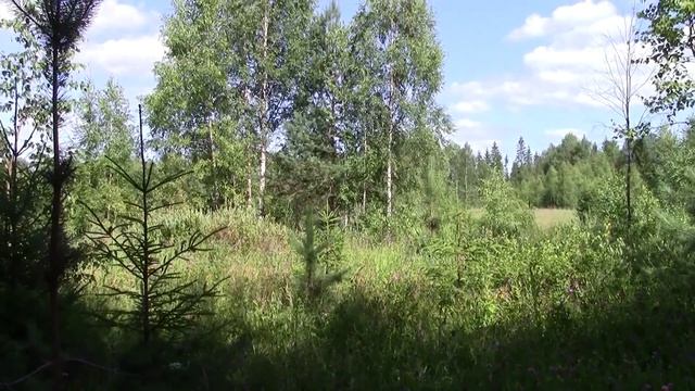 Валдай. Грибы пошли! Valdai. Mushrooms gone! смотреть онлайн