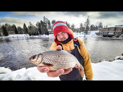 Я твой ФИДЕР КОНЧИК ШАТАЛ!!! Ловля ПЛОТВЫ на фидер. Рыбалка в Ленинградской области. смотреть онлайн