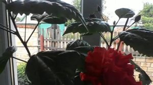 Цветы в доме. Гибискус комнатный (китайская роза).