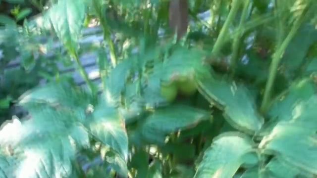 ОБЗОР 17 ИЮЛЯ. ЗРЕЮТ МОИ "ЗОЛОТЫЕ ЛИМОНЫ"! Ольга Чернова. смотреть онлайн