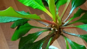 ЯДОВИТЫЙ КОМНАТНЫЙ ЦВЕТОК. Молочай. Euphorbia lophogona.