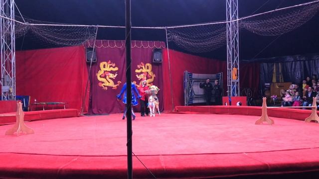 ВЛОГ #2: Цирк золотой дракон 2017 УФА // ТАНЦУЮТ ДЕВУШКИ + ЛЕОПАРДЫ + РЕКОРД ГИНЕСА смотреть онлайн