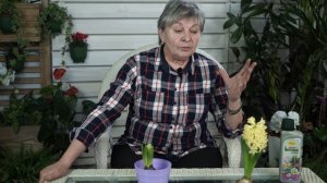 Гиацинт после покупки ? Гиацинт - Посадка и Уход ?