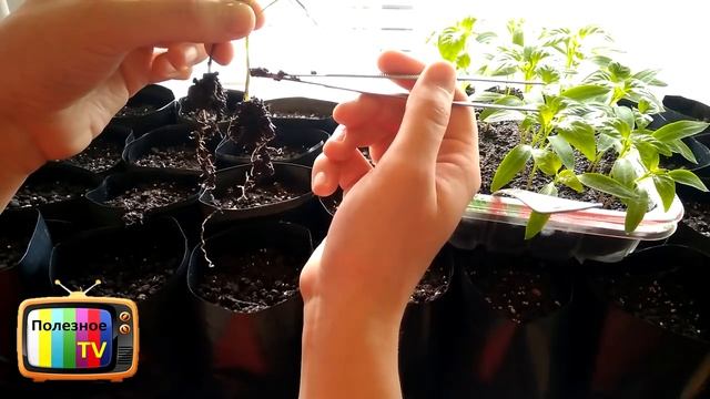 ПИКИРОВКА ПЕРЦА ПО НОВОМУ ДЛЯ БОЛЬШОГО УРОЖАЯ смотреть онлайн