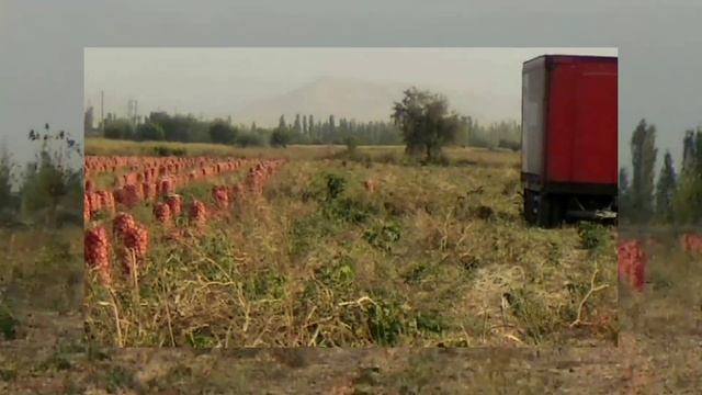 ? Лук за копеейки Пгт Пролетарск Дж Расулов