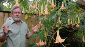 ANGEL'S TRUMPET | My Tropical Florida Yard