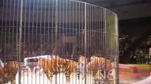 Тигры, Итальянский цирк с программой «Слоны и Тигры», Тюменский Государственный Цирк, Тюмень