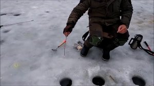Прекрасный утренний сиговый клёв. Рыбалка на сига со льда. Клёвое место, Лосиный остров