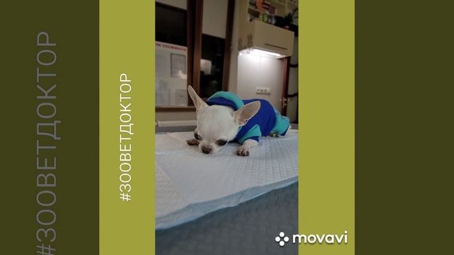 Ультразвуковая чистка зубов у Мигеля порода Чихуахуа зооветдоктор zoovetdoctor УшаковДмитрий