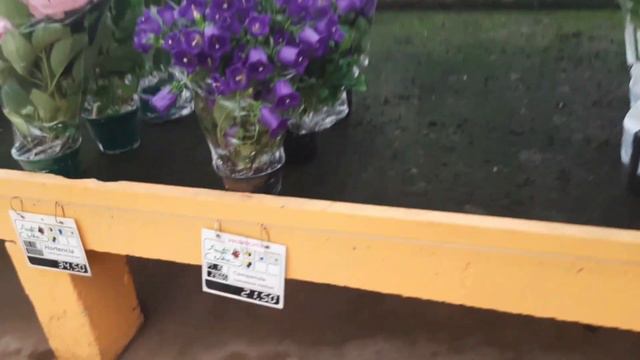 Fui para a Cidade das Flores - Holambra: plantas lindas com ótimos preços. смотреть онлайн