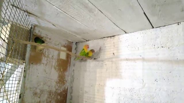 Самый простой метод разведение.Неразлучники,из чего строят гнезда ?