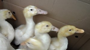 Покупка бройлеров и утят . Что необходима для первоначального роста бройлеров.