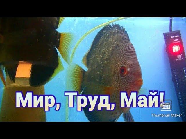 Дискусы. Разведение нового малька  #discus #разводня #дискусы #аквариумныерыбки #fish #рыбки
