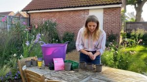 How to sow Nemophila