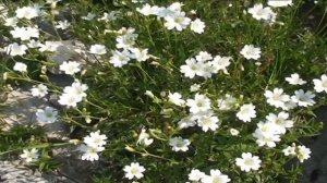 Cerastium arvense @ Fiori e piante della montagna bellunese 18.06.2015