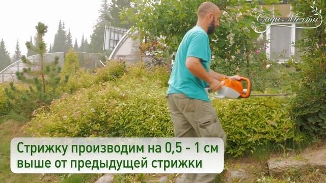 Формируем красивые кустарники своими руками легко и просто . Обрезка кустарников, формирование