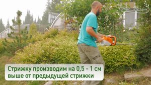 Формируем красивые кустарники своими руками легко и просто . Обрезка кустарников, формирование