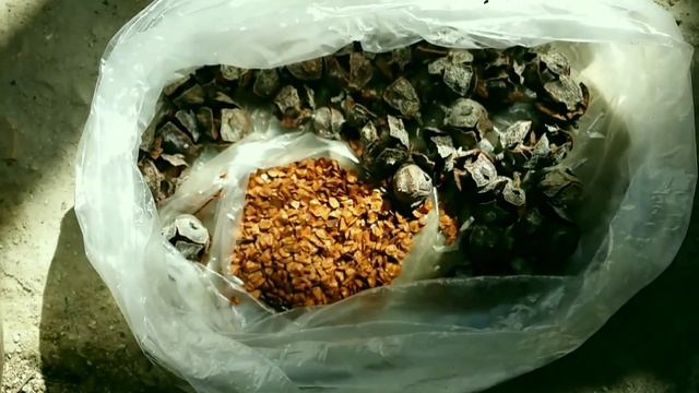 Пересадка саженцев Кедра Ливанского ? смотреть онлайн