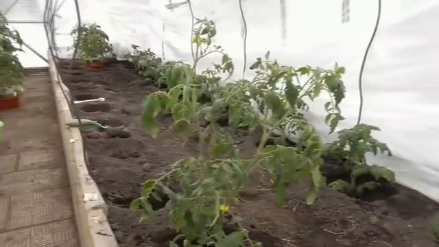 Ранняя высадка томатов в теплицу среди сугробов в марте 2022 года, Сибирский регион. Как это было. смотреть онлайн