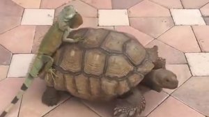 Игуана оседлала черепаху