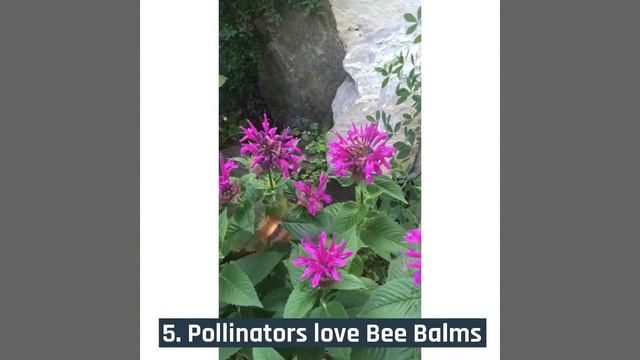 POW - Monarda Bee-Happy смотреть онлайн