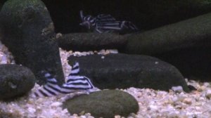 Zebra pleco, Hypancistrus zebra living in Rio Xingu biotope aquarium