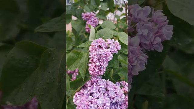 Красота Персидской сирени. The beauty of Persian Lilac