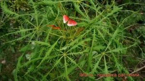 Каштан конский Лициниата ? обзор: как сажать, саженцы каштана Лициниата