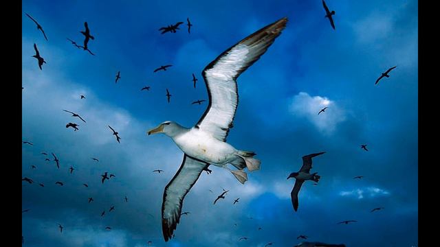 Аллах запретил всем совершать несправедливость и злодеяния! смотреть онлайн