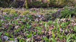 ЧЕРЕМША ( ДИКИЙ ЧЕСНОК) ПОШЛА МАССОВО. Польза, противопоказания