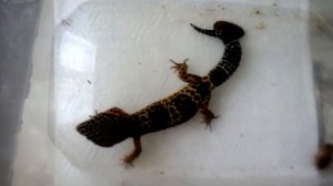 Леопардовый геккон - как ухаживать.