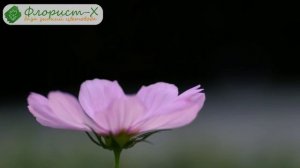 Цветы космея – выращивание из семян, посадка и уход за космеей; когда сажать семена космеи