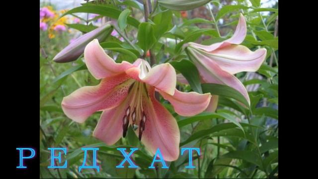 ОТ - ГИБРИДЫ ЛИЛИИ смотреть онлайн