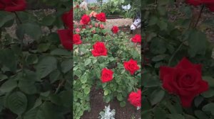 Роза Burgund 81(Бургунд 81)