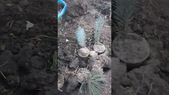 Размножение хвойных