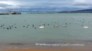 #7 Черноморские приключения | До скорой встречи, Чёрное море!