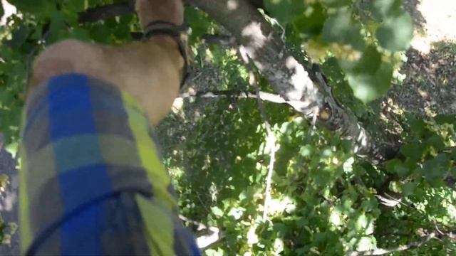 На дереве липа, техника безопасности, собираем цветы липы смотреть онлайн