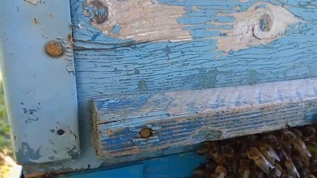 Пчелы выгоняют трутней с улья смотреть онлайн