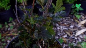 Пузыреплодник Ред Барон Physocarpus opulifolius «Red Baron», Зеленый Сад